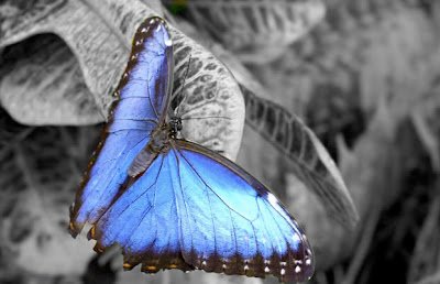bluebutterflycolorsplash2-3