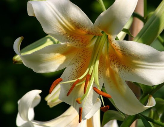 flowers-lily-4