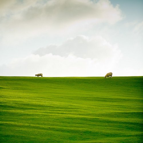 New Zealand / Grass / Farm