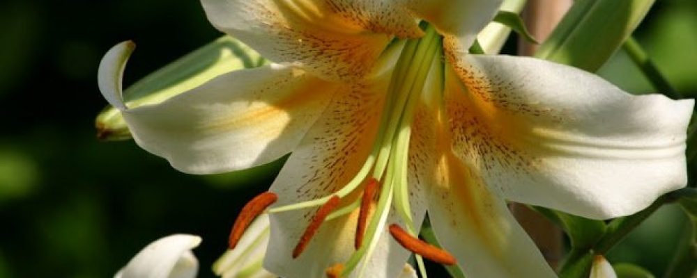 flowers-lily-4